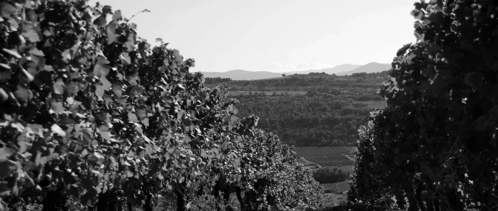 Rangs de vignes du Domaine Delmas à Antugnac, dans la Haute Vallée de l’Aude